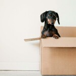 tips-for-texans-moving-with-pets