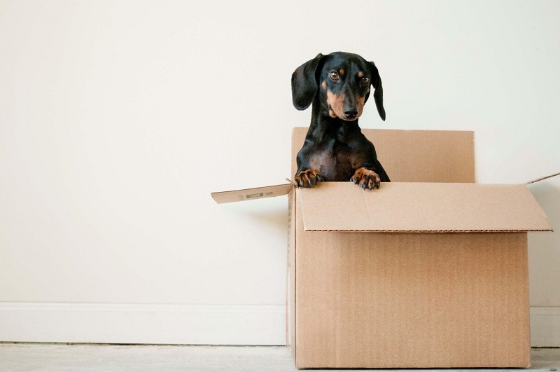 tips-for-texans-moving-with-pets