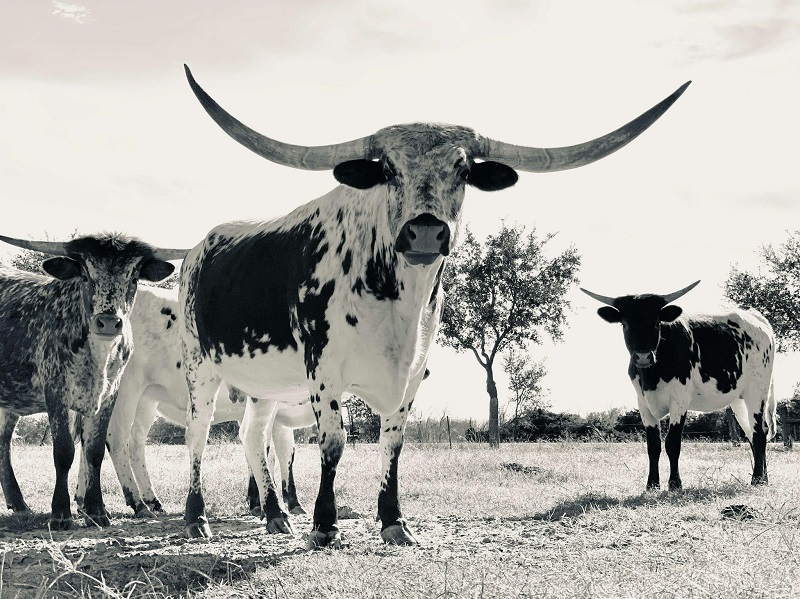 how-to-save-money-on-farm-and-ranch-insurance-in-texas