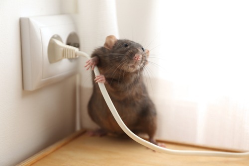 Rat,Near,Power,Socket,Indoors.,Pest,Control