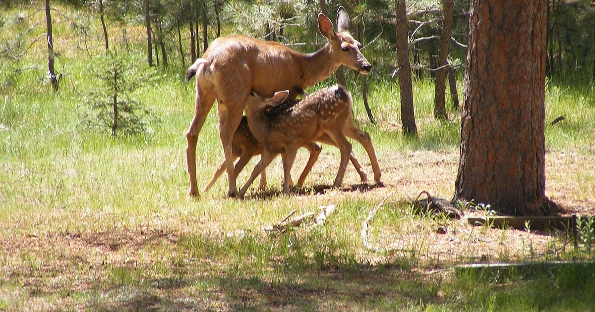 Two fawns suckling Two fawns suckling, Black Forest of Colorado
