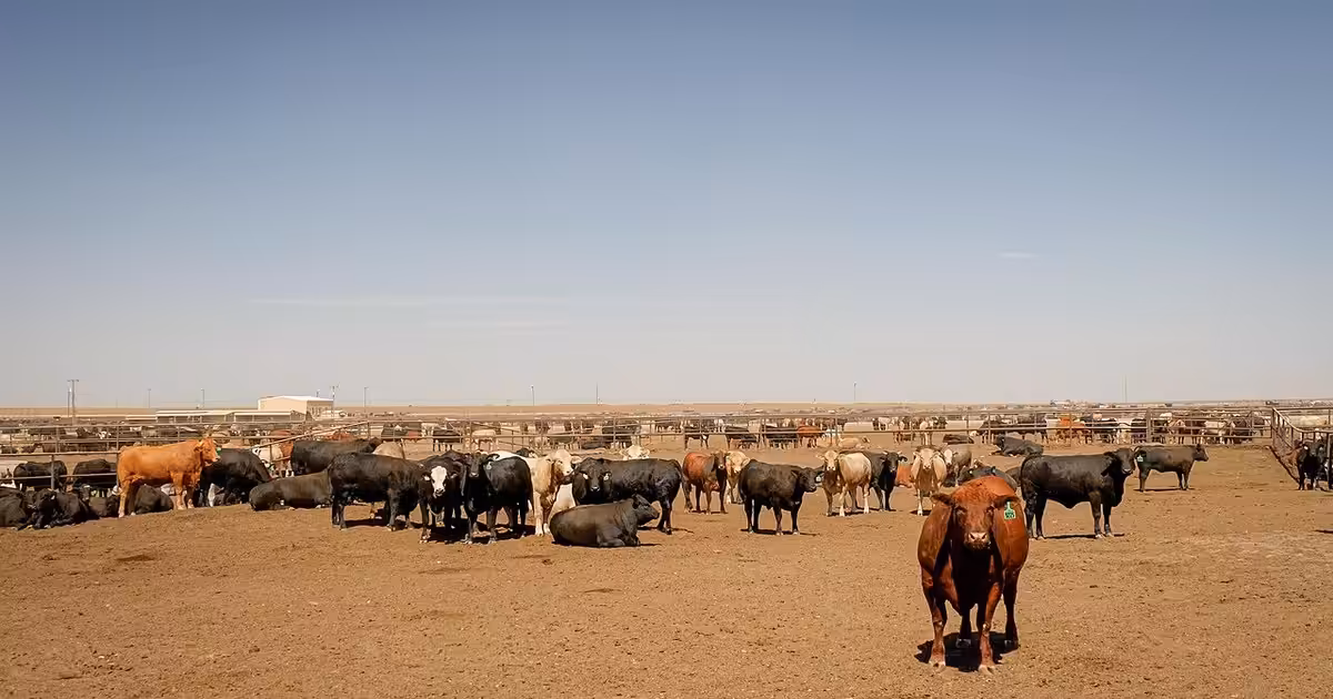 Dawn Cattle Feeders in Canyon, Texas. Feedlot. Cattle in Canyon, Texas