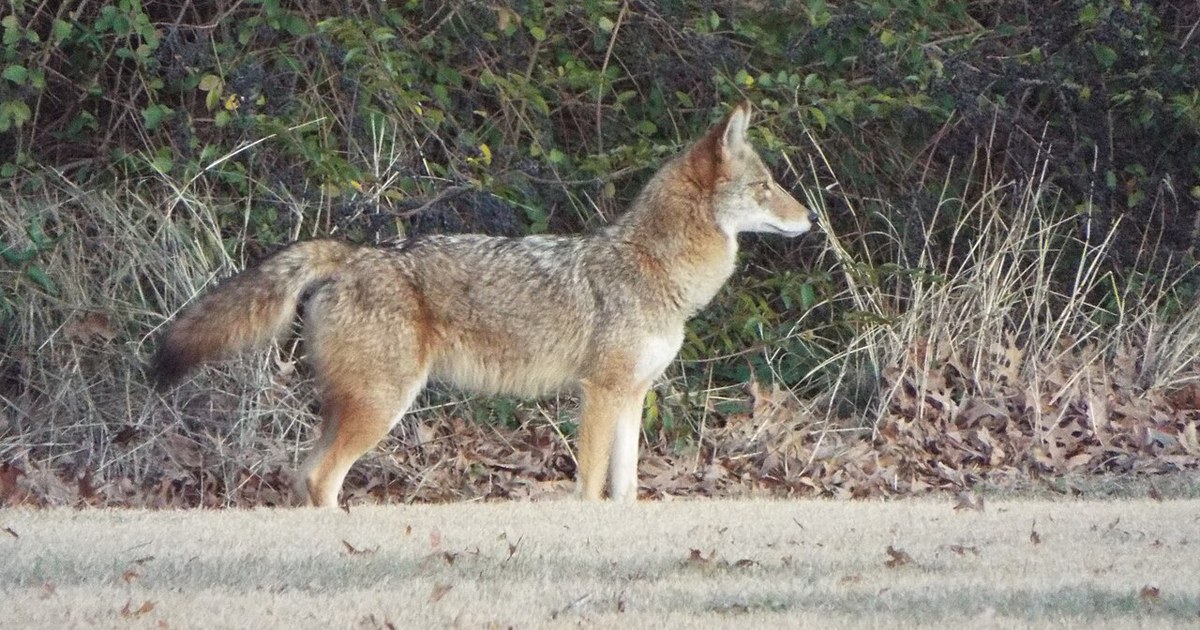 Crowley, Texas