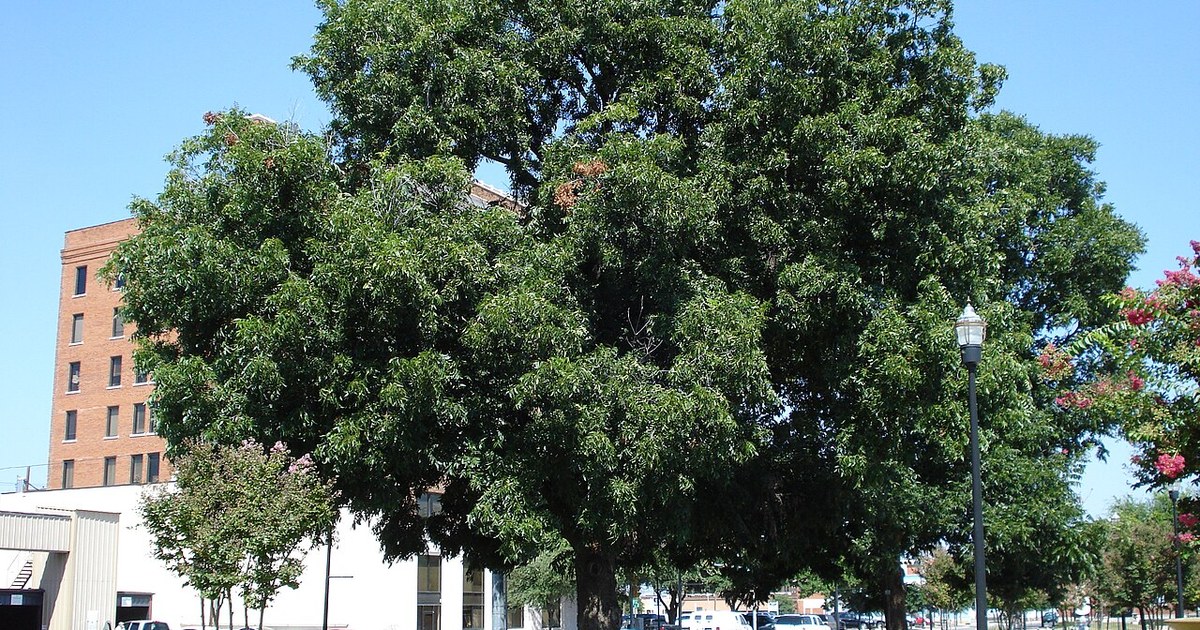 A pecan tree in Everman Park in Abilene, Texas, United States EvermanPark