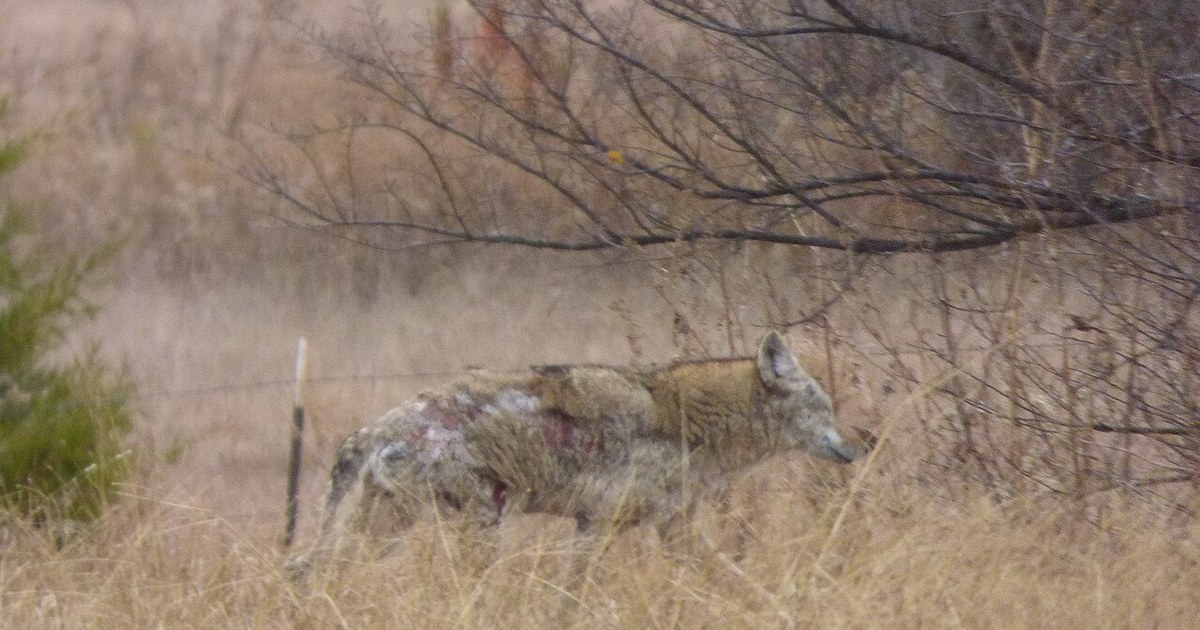 A cold December 7, 2017, Murphy, Texas, near Noon Coyote, Travis Farm Park (38190657204)