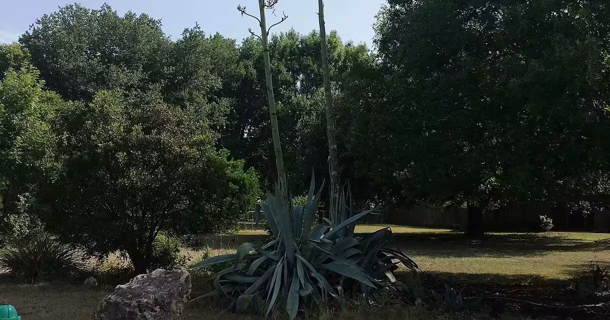 Flowering Agave in Schertz Texas Flowering Agave in Schertz Texas