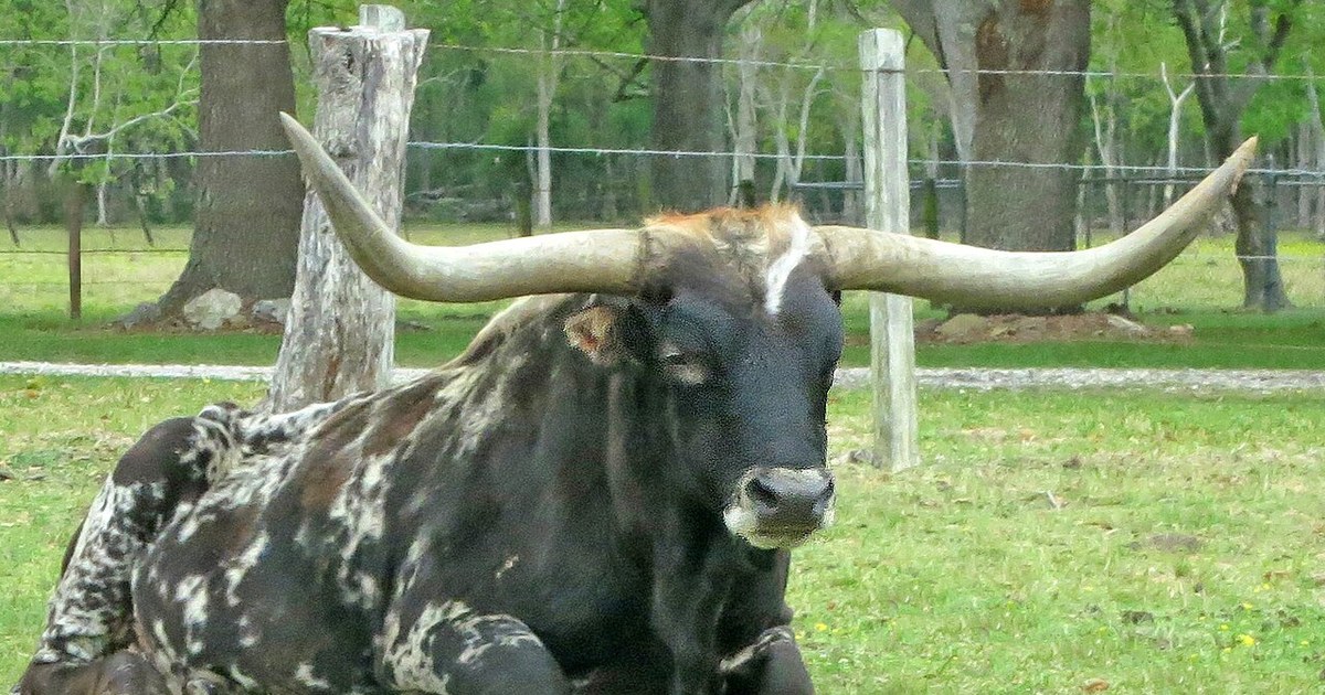 Texas Longhorn in Alvin, Texas Texas Longhorn in Alvin, Texas