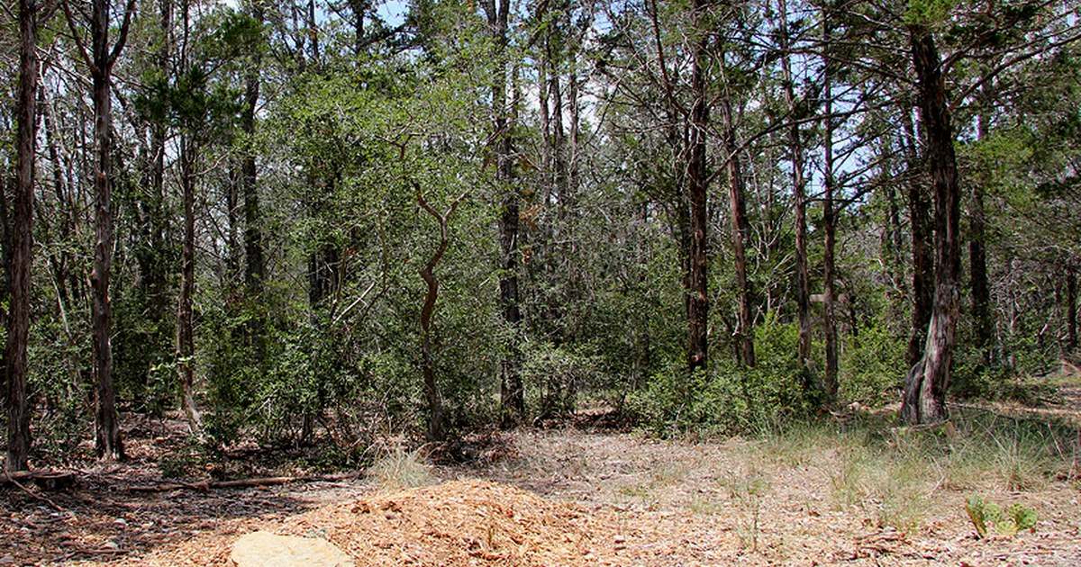 A grave in Eloise Woods Community Natural Burial Park in Cedar Creek, Texas, United States. Eloise woods 2011