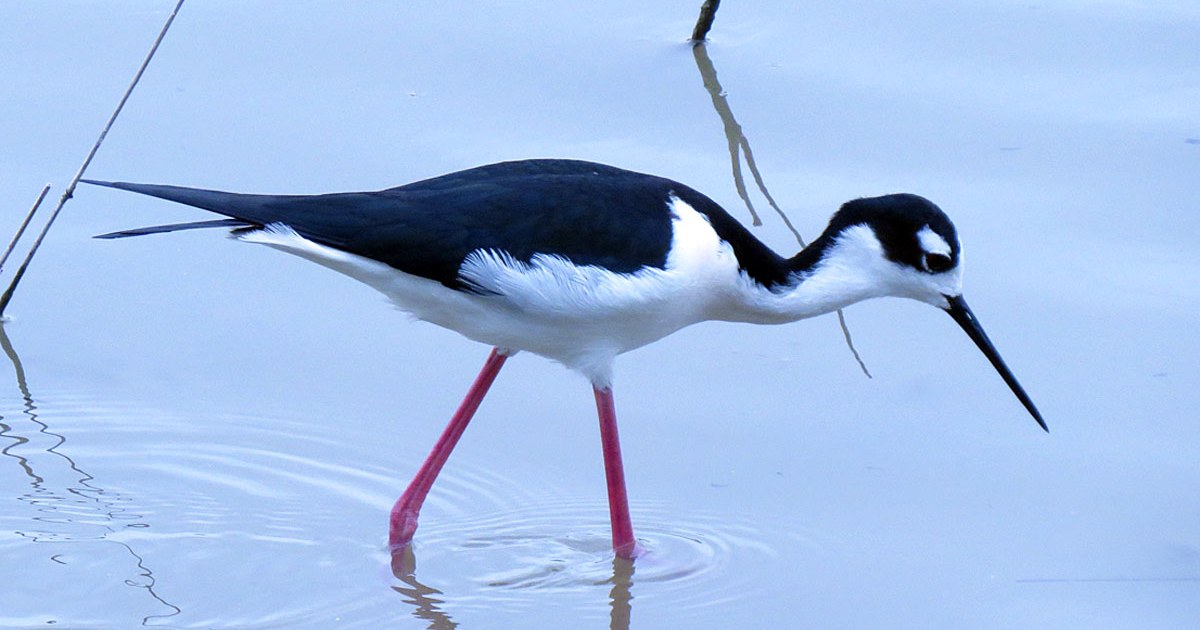 Himantopus mexicanus mexicanus 16 mar 16 Laguna Vista, Texas Black-necked Stilt (26046840801)