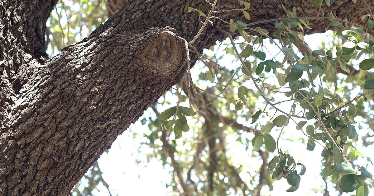 Quercus virginiana var. fusiformis, age 30 years. Texas live oak AKA plateau oak - Quercus fusiformis