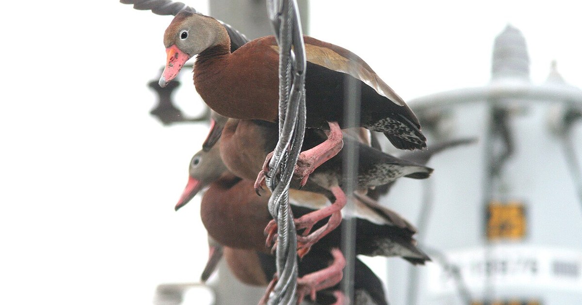 ABA AREA BIRDS: My Photo "Life List" 003 - BLACK-BELLIED WHISTLING-DUCK (1-6-09) los fresnos, tx (5) (8706732381)