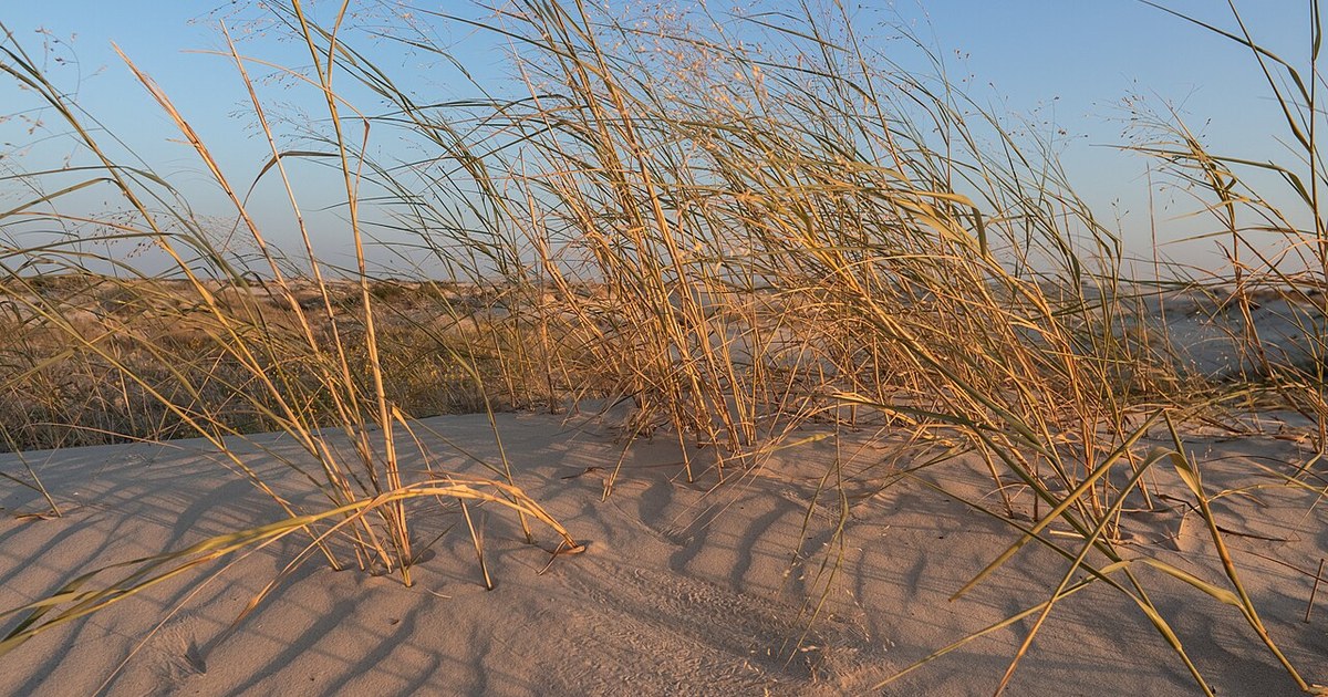 Monahans Sandhills State Park, Texas USA - Texas - Monahans Sandhills State Park