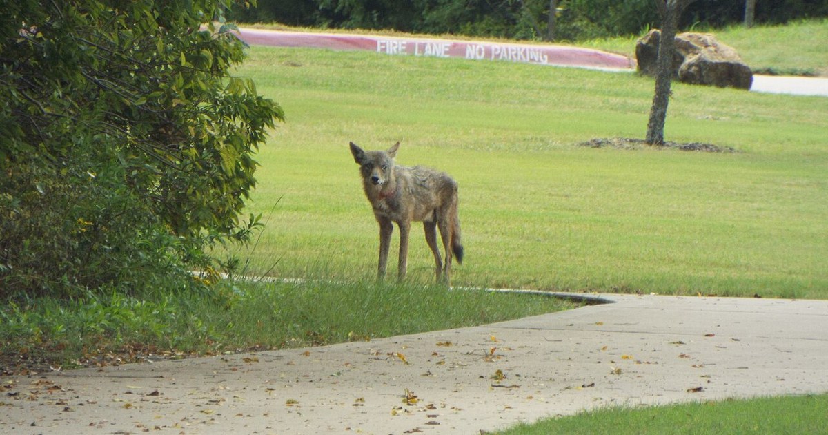 early afternoon on a warm, quiet day Coyote, Allen Station Park, Allen, Texas, October 7, 2018 (45116454302)