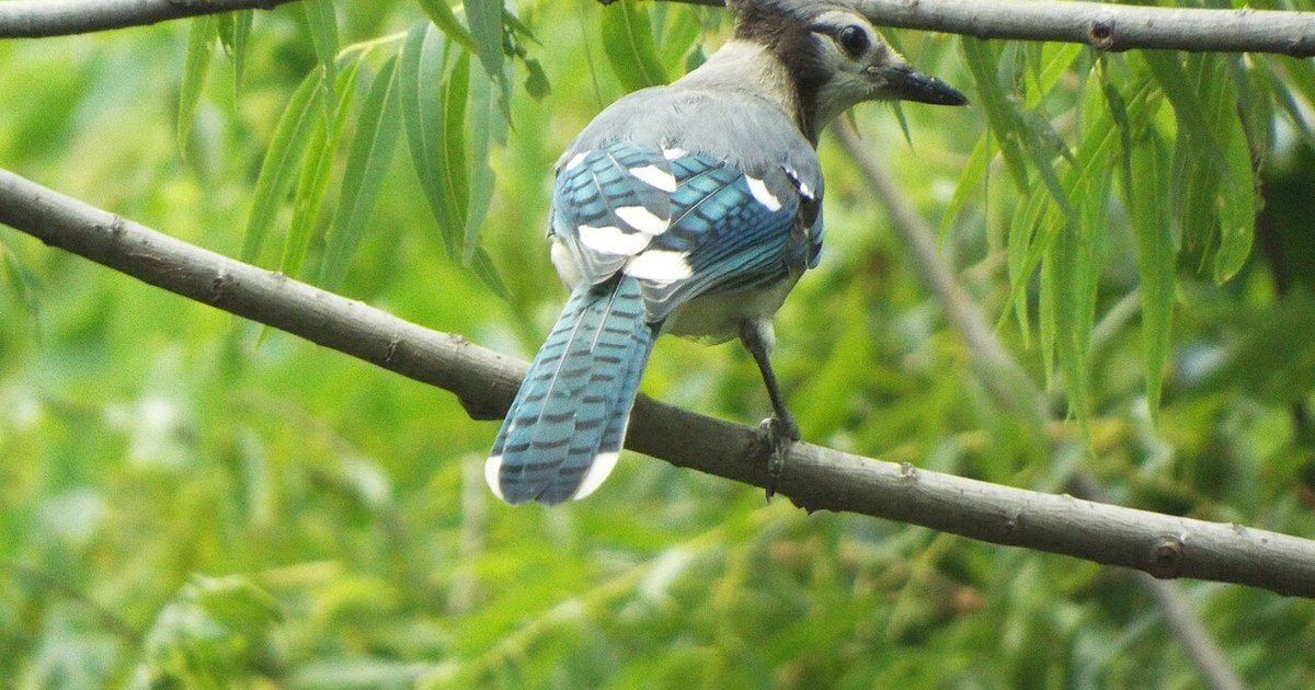 Blue Jay, Salmon Park, Sachse, Texas, July 23, 2021 Blue Jay, Salmon Park, Sachse, Texas, July 23, 2021 (51331019496)