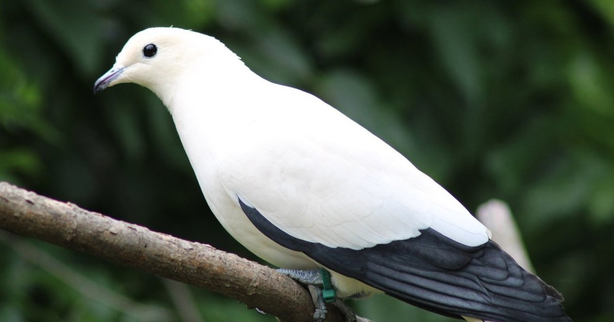 A pied imperial pigeon at the Kansas City Zoo and Aquarium in Kansas City, Missouri. Pied-imperial-pigeon-kczoo