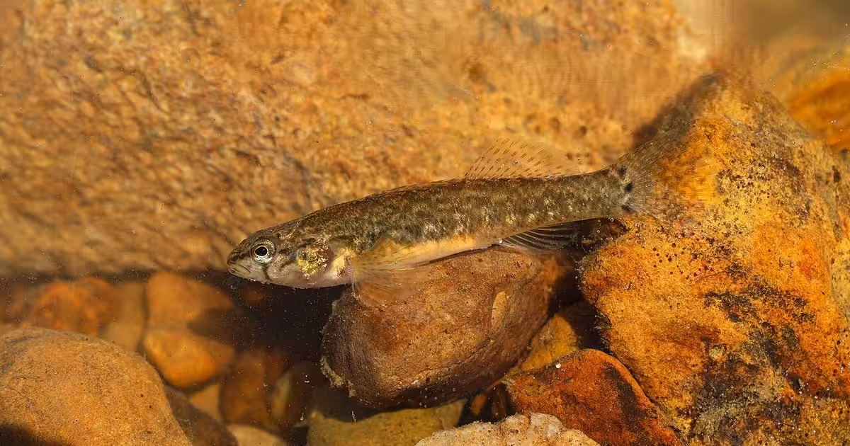 Etheostoma crossopterum, Coopertown, TN, USA, 2025-11-30 (iNaturalist). Etheostoma crossopterum - Dominic - 597863732