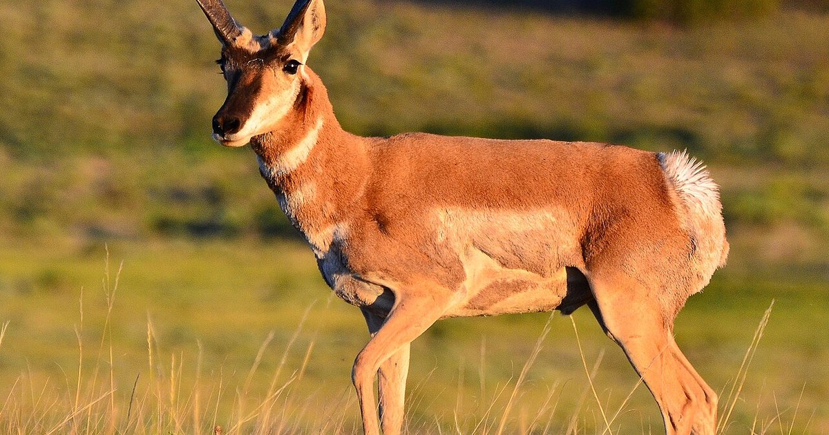 La Veta, Colorado Pronghorn, La Veta, Colorado