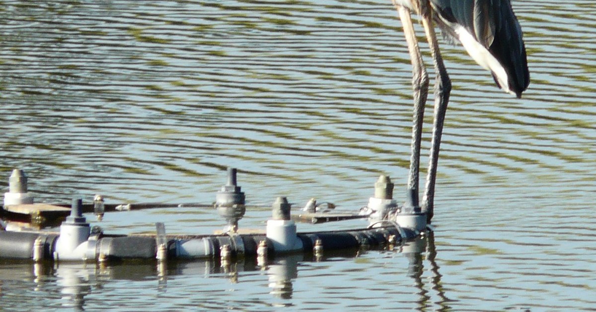 blue heron, Loveland,Colorado / 2009 Great Blue Heron, Loveland, Colorado (7661584918)