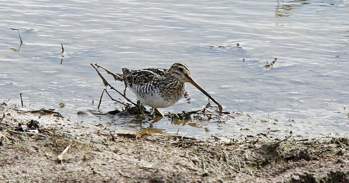 Wilson's Snipe Gallinago delicata , Puxico, Missouri Wilson's Snipe, Puxico, Missouri