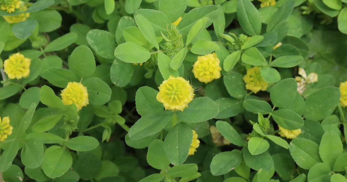 Hop trefoil in LaBenite Park in Sugar Creek, Missouri in 2025 Flowers of Kansas City 2025a