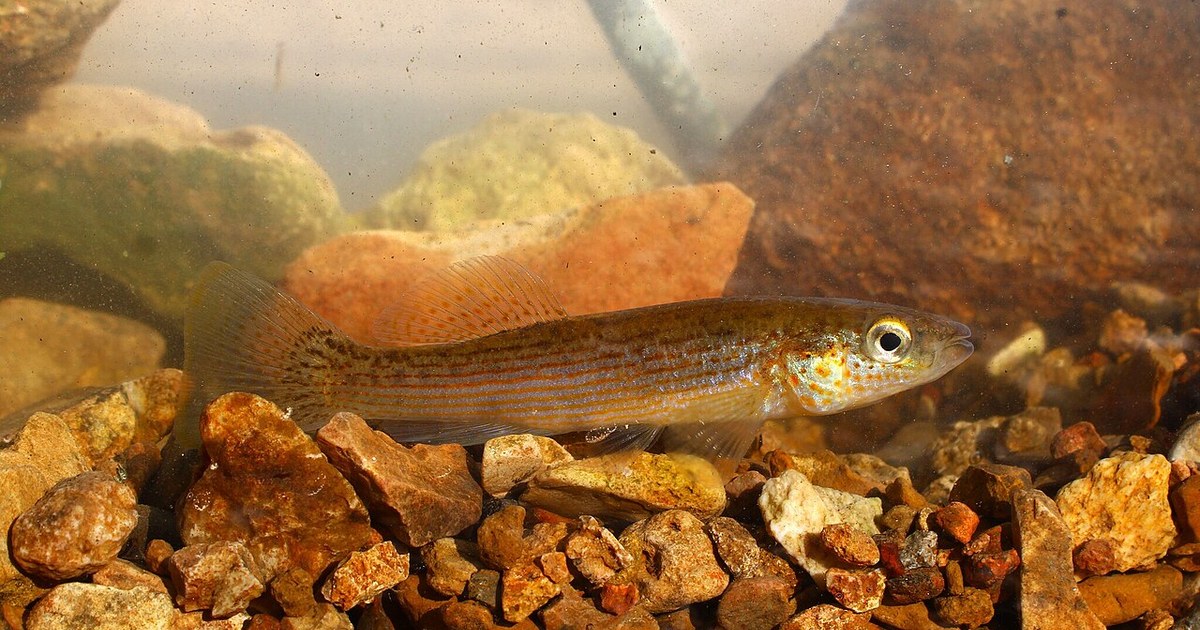 Fundulus cryptocatenatus, Coopertown, TN, USA, 2025-11-30 (iNaturalist). Fundulus cryptocatenatus - Dominic - 597860234