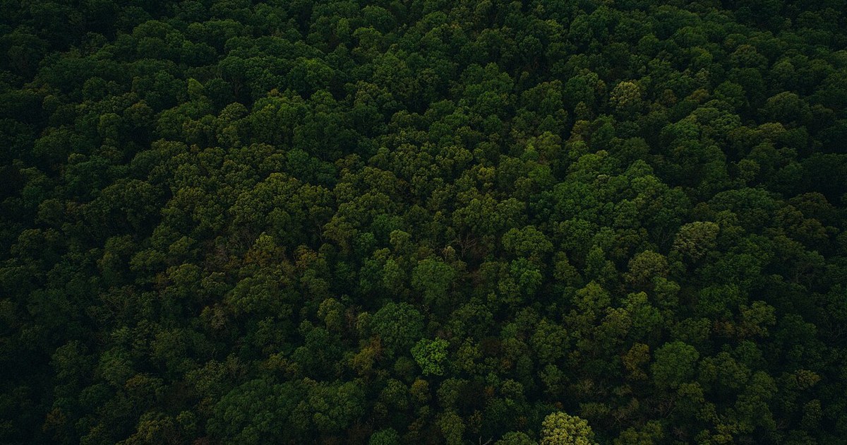 Harrison, United States Bird's-eye view of a forest (Unsplash)