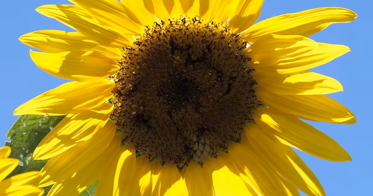 View of a sunflower from the kitchen window - Lenoir City, Tennessee. Sunflower - Lenoir City, Tennessee