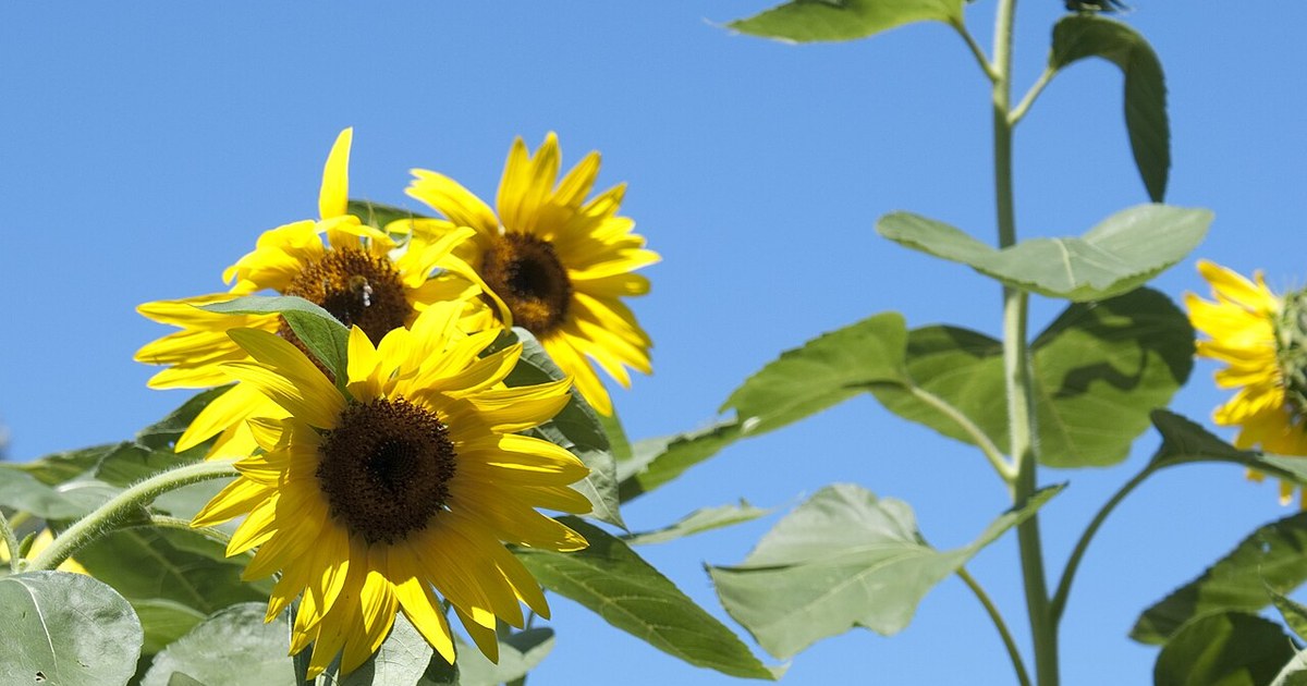 Sunflowers from the kitchen window - Lenoir City, TN Sunflowers - Lenoir City, TN