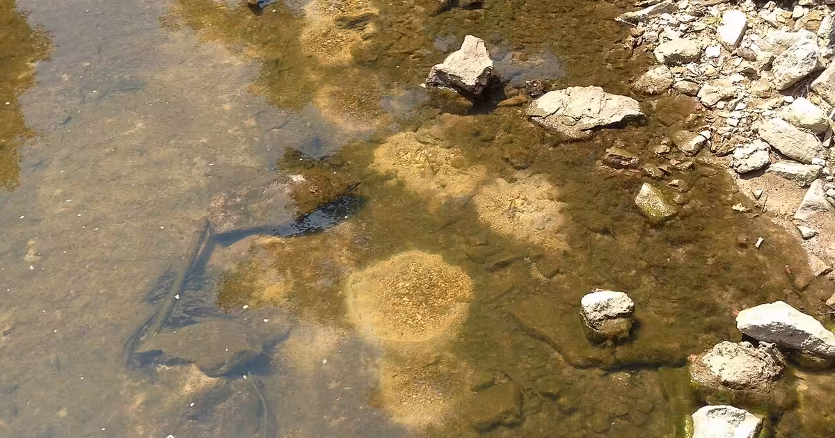 Sunfish nests in LaBarque Creek viewed from the bridge in Young Conservation Area, Missouri. Sunfish nests